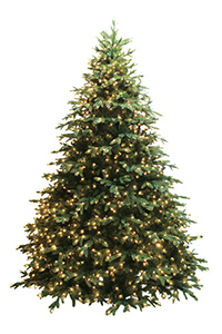12 deluxe canyon spruce – clear lights product image