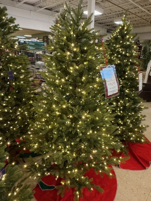 6.5′ carolina fraser fir – color changing clear/multi led lights thumbnail image